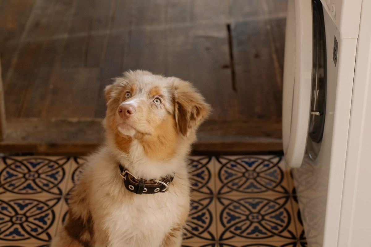 A young fluffy dog sitting by a washer